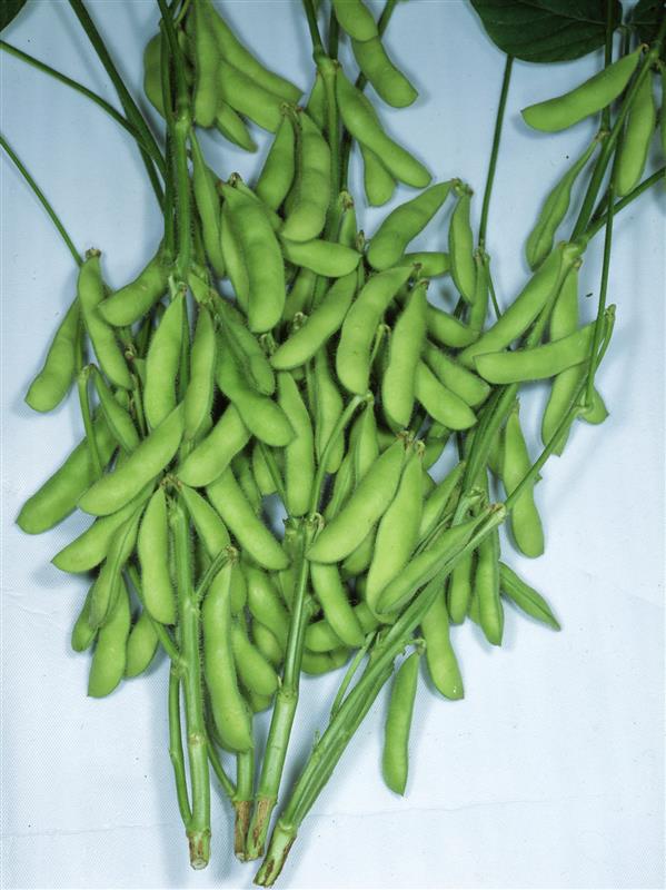 �۷áʥ��ͥ����ġ�