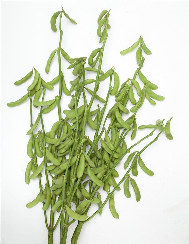 �Ĥ���̼�ʥ��ͥ����ġ�