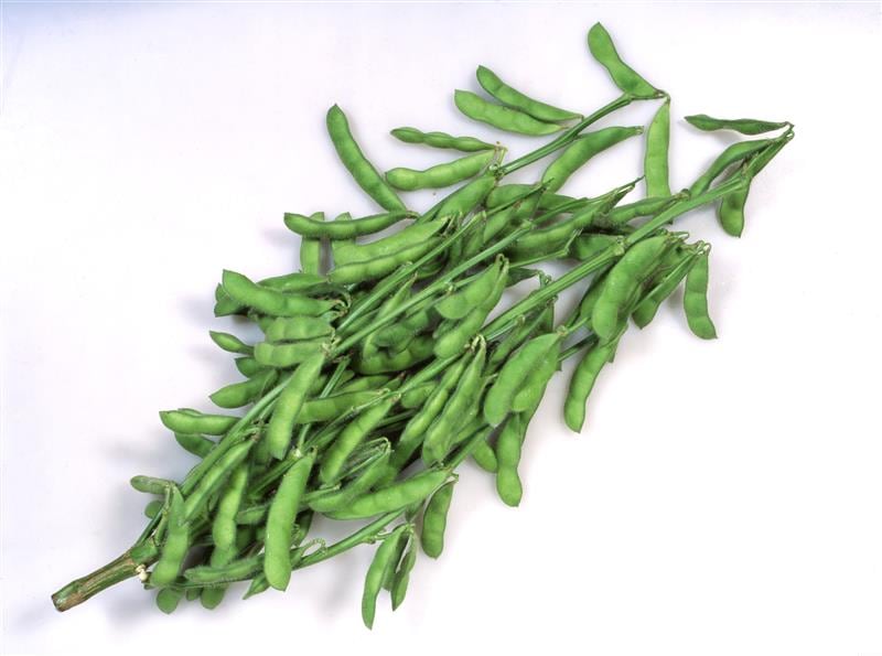 トウモロコシ カネコ種苗 野菜 野菜の種 種子 どきどきコーン・とうもろこし トウモロコシ 100粒 カネコ種苗