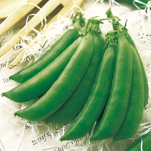 �Ĥ뤢�꡿���ʥåץ���ɥ��������ʥ��������ġ�