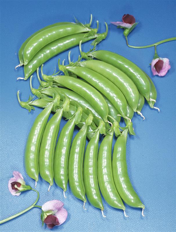 �Ĥ뤢�꡿�ԥå��ԥ����ʥåסʥ��ͥ����ġ�