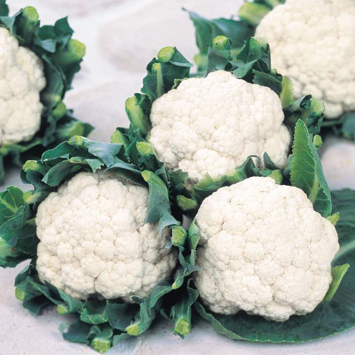 �С���������ɡʥ������Υ��͡�