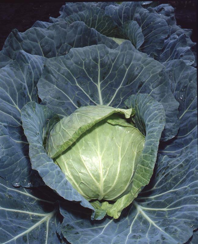 �����ʥȡ��ۥ���