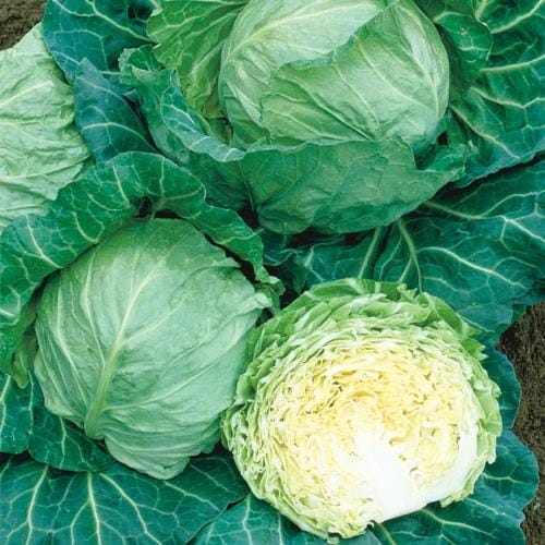 ̣�աʥ��������ġ�