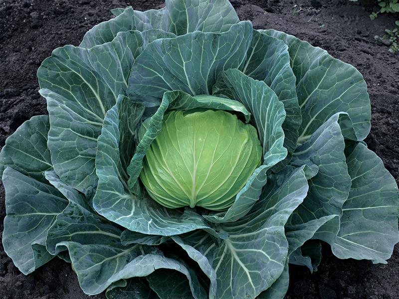 �����ʥȡ��ۥ���