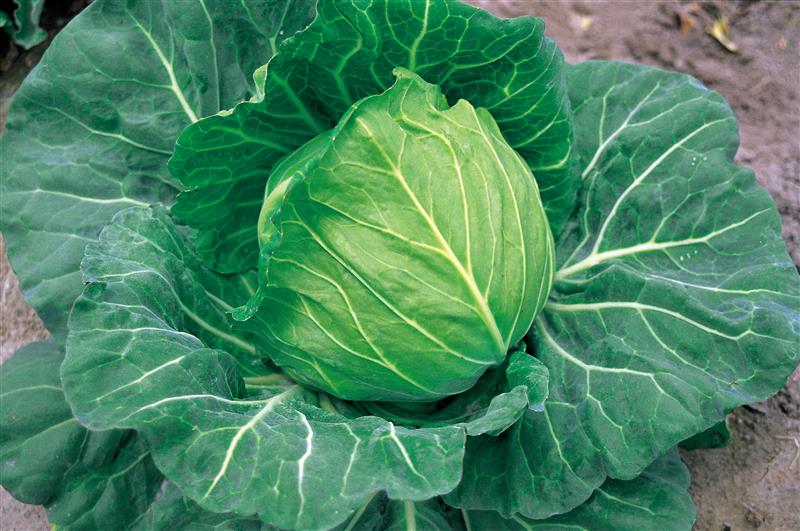 若女将（増田採種場） | 野菜の種,葉菜,キャベツ | アグリブック