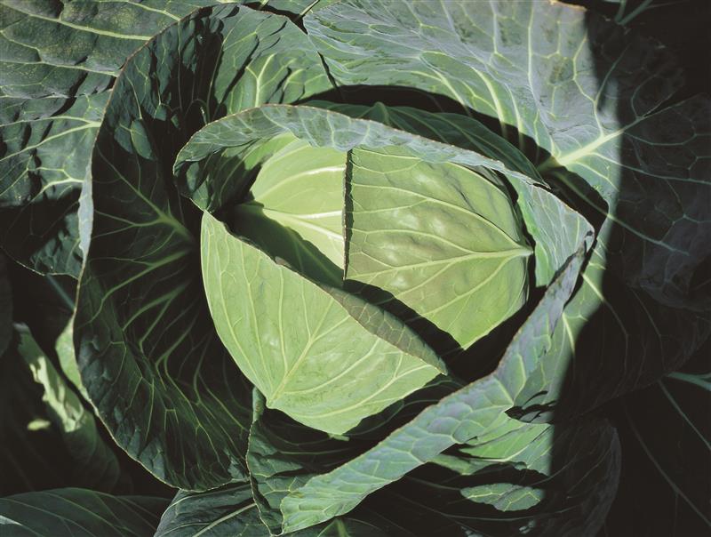 MASUDA とくみつ キャベツの種 3000粒 春系キャベツの種なら1925年