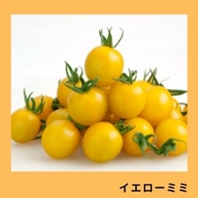 ���������ߥߡʥ��ͥ����ġ�