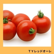 �ԣ٥�åɥ�����ʥ��ͥ����ġ�