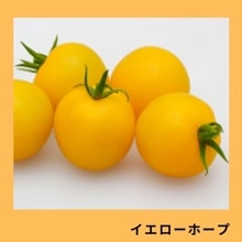 ���������ۡ��סʥ��ͥ����ġ�