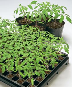 キングバリア／トマト苗（タキイ種苗） | 野菜の種,台木,トマト用台木
