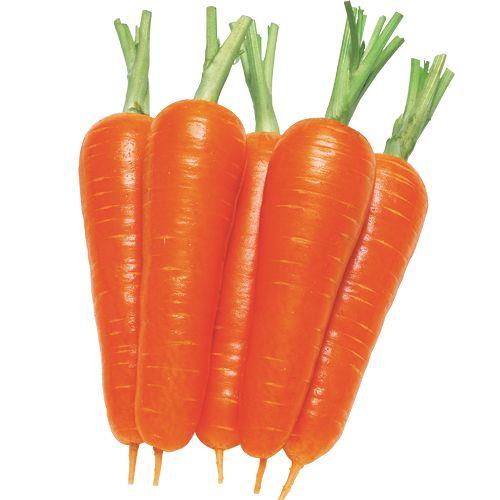 ���������ʥ��������ġ�