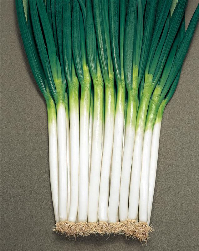 関羽一本太（トーホク） | 野菜の種,葉菜,ネギ | アグリブック