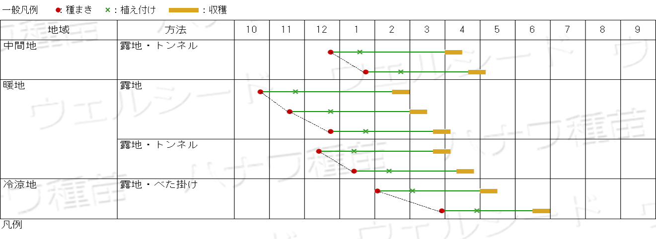 桜こまち（トーホク） | 野菜の種,葉菜,ハクサイ | アグリブック