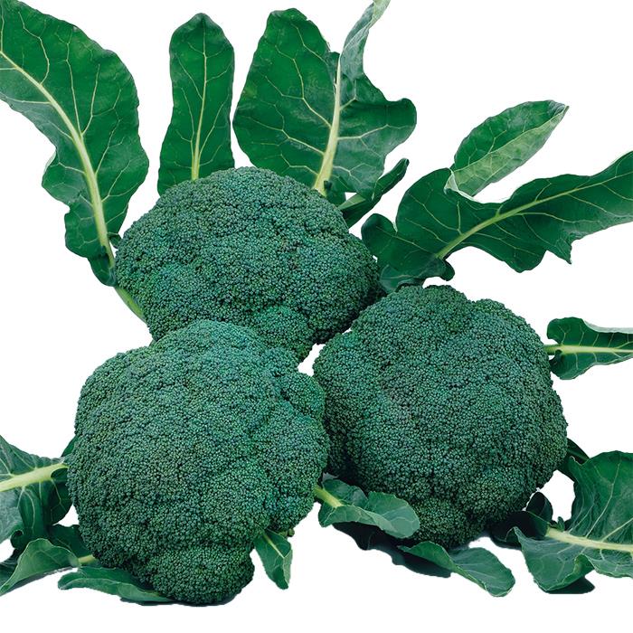 ����ˤ��ϡʥ������Υ��͡�