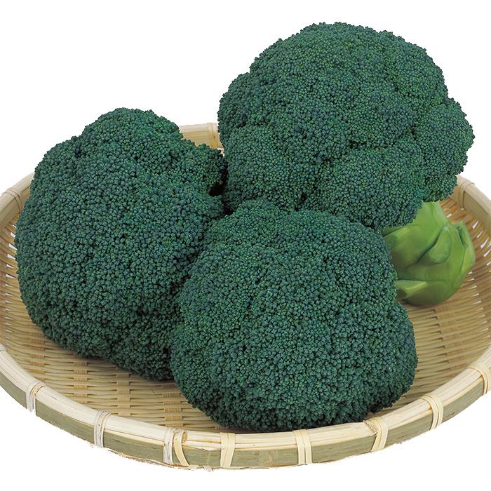 ���Ϥ褦�ʥ������Υ��͡�