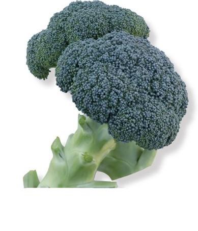 ���ۡʥȥ������ġ�