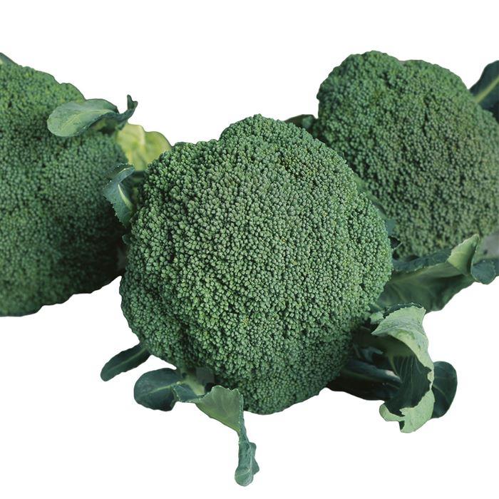 �����󥿡��ɡ���ʥ������Υ��͡�