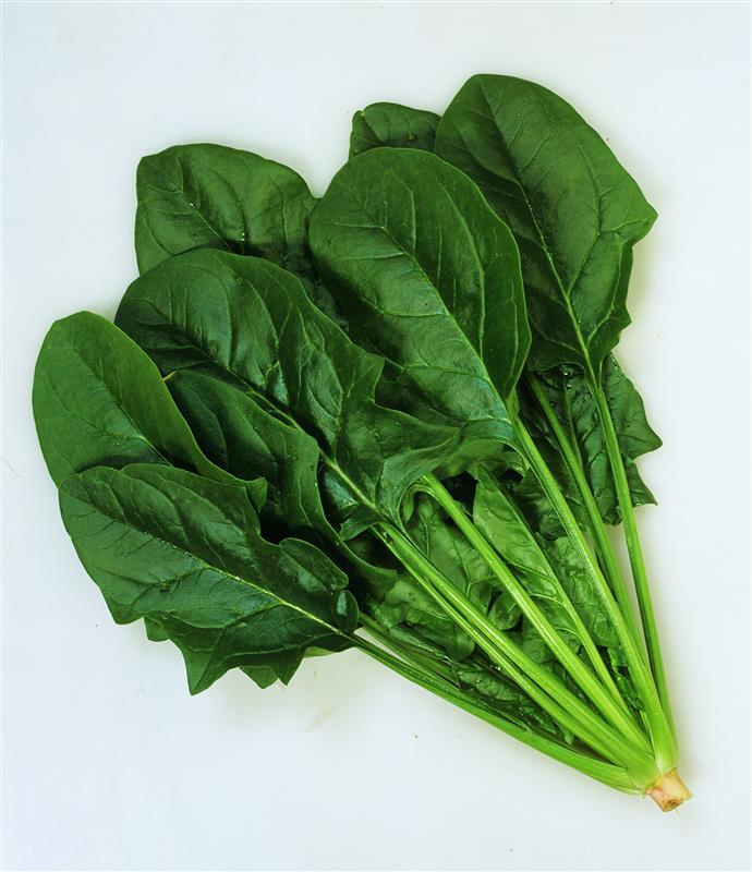 �ϥ󥿡��ʥ��ͥ����ġ�