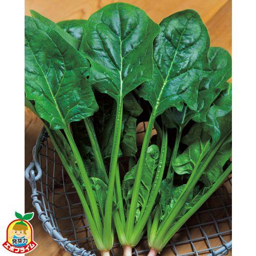 ��ʼ�ҡʥ��������ġ�