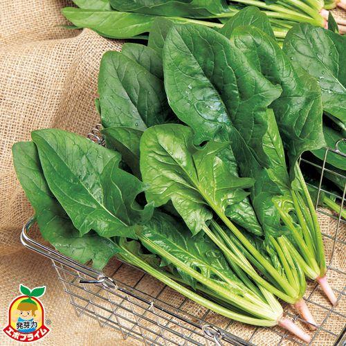 ��ʼ�ҡʥ��������ġ�