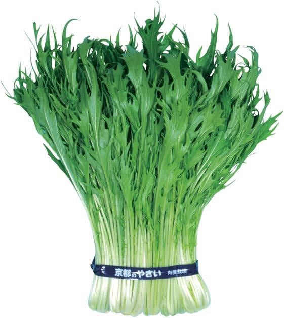 早生千筋京水菜（丸種） | 野菜の種,葉菜,ミズナ・ミブナ | アグリブック