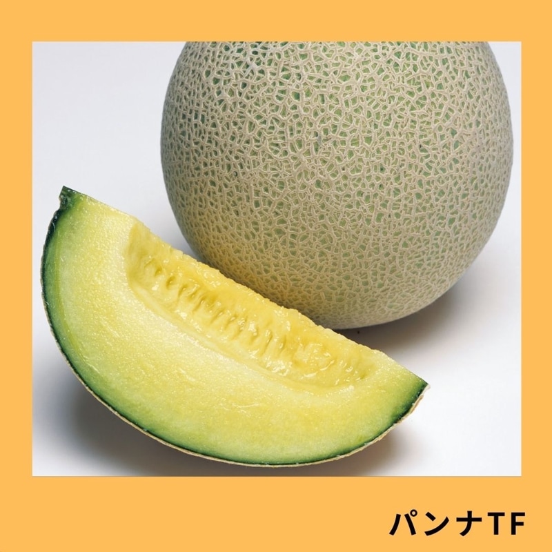 パンナTFメロン（タキイ種苗）＊ | 野菜の種,果菜,メロン