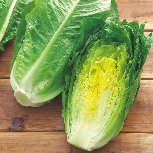 ���ޥꥢ�ʥ��������ġ�