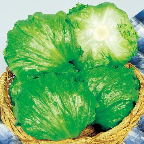 ���������ʥ��������ġ�