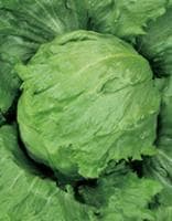 �ڥͥȥ쥤�ȡʥ������Υ��͡�