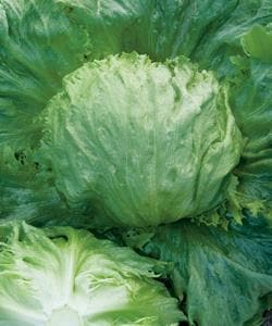 �����륬���ʥ��������ġ�