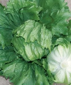 ���������ʥ��������ġ�