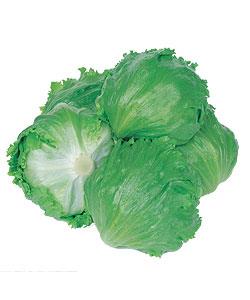 ���������ɡʥ��������ġ�