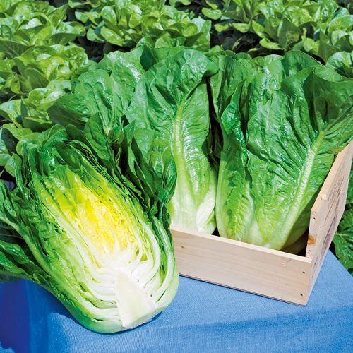 ������ޥꥢ�ʥ��������ġ�