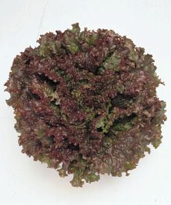 �����åɥե����䡼�ʥ��������ġ�