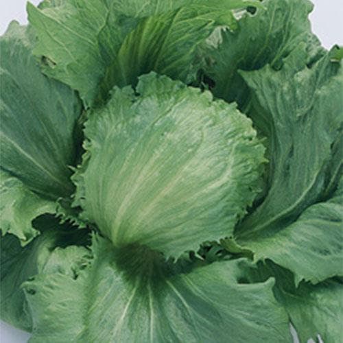 �������ӥСʥ��������ġ�