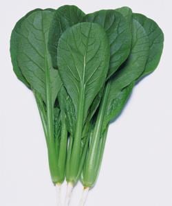 �ڡ����ʥ��������ġ�