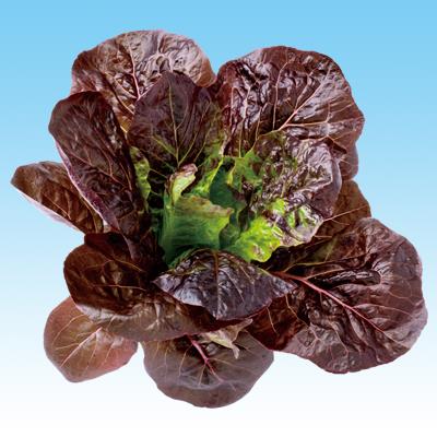 ��åɥ����쥿���̡ݣ��������渶�μ���