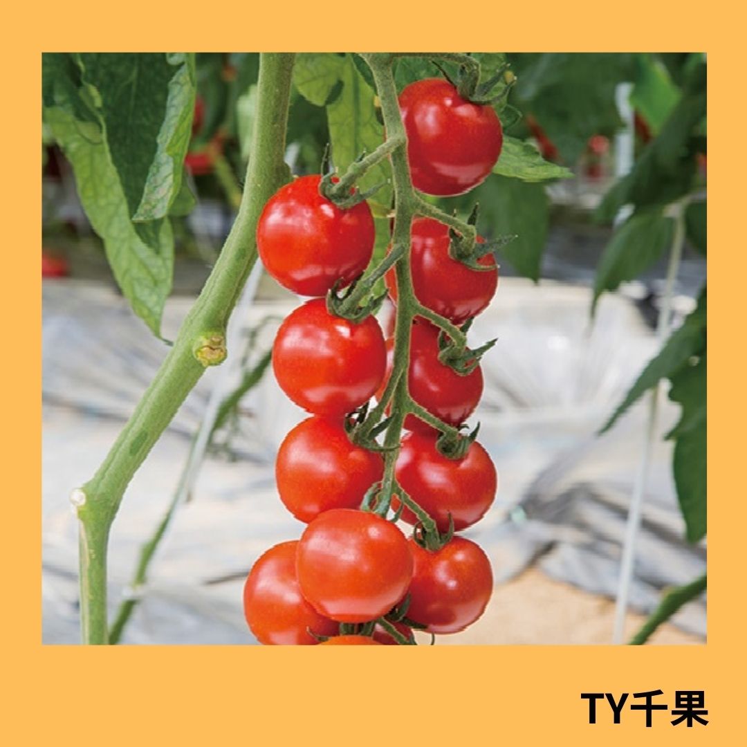 TY千果（タキイ種苗） | 野菜の種,果菜,ミニトマト | アグリブック