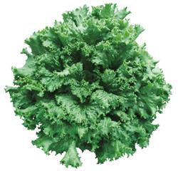 ۥåȥ꡼󥰥饹ʥĥ륿Υ͡ˡ