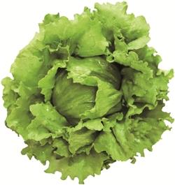 ����ѥ���إåɥ��饹�ʥĥ륿�Υ��͡ˡ�