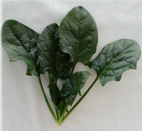 ���륵�ʥȥ������ġ�