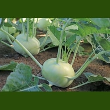 ܥ顼ѣԣӣǣɡСˡʥȥġˡ