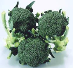 ���ۡʥȥ������ġ�