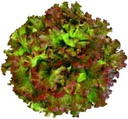 ͥååɥ饹ʥĥ륿Υ͡ˡ