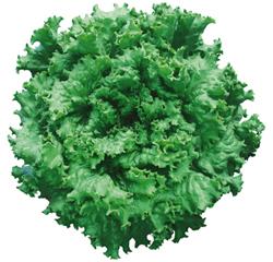 륰꡼󥰥饹ʥĥ륿Υ͡ˡ