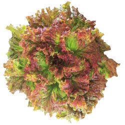 åɥ饹ʥĥ륿Υ͡ˡ