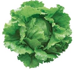 �ǥ����ޥ�ƥإåɥ��饹�ʥĥ륿�Υ��͡�