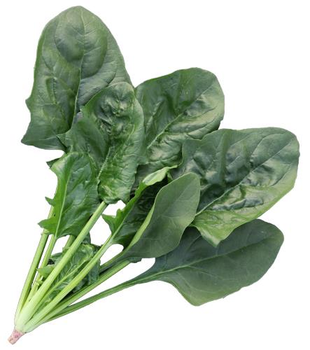 �ե꡼�饤���ʥȥ������ġ�