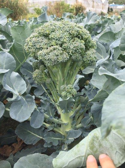 �֥��ե����죸���ʥȥ������ġˡ�